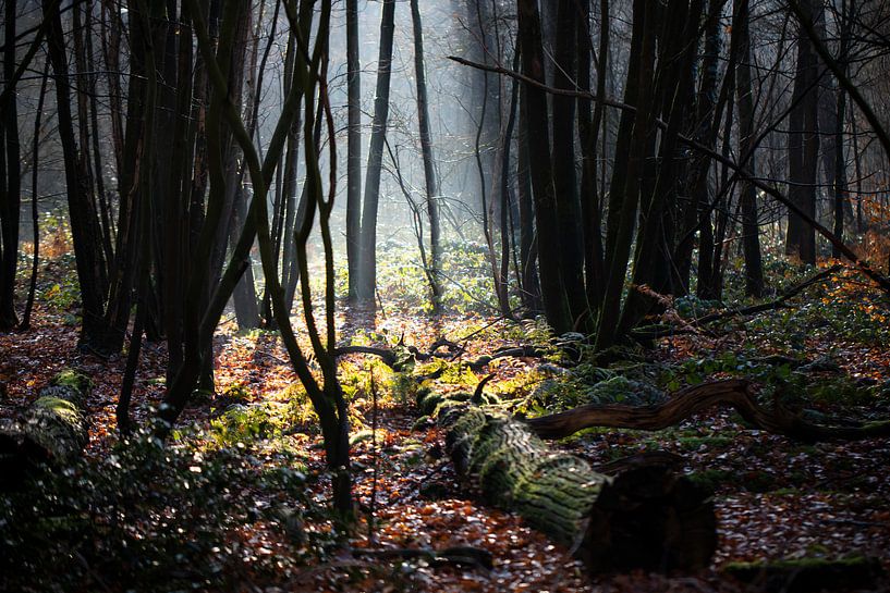 Heller Fleck im dunklen Herbstwald von Edwin Butter