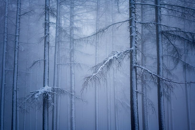 Winterwonderland van Andrew George