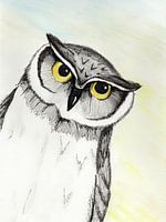 Curious Owl