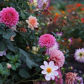 Colourful dahlia flowers in the evening twilight by Daan Hartog