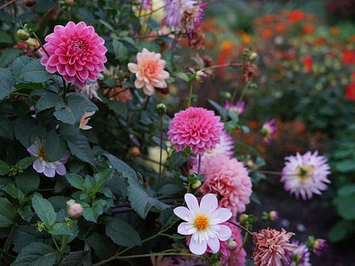 Fleurs de dahlia colorées dans le crépuscule du soir sur Daan Hartog