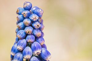Blaue Traube (Muscari Armeniacum) von Carola Schellekens