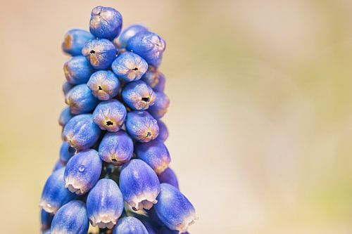 Blauw druifje (Muscari Armeniacum)