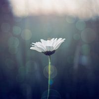 Margriet