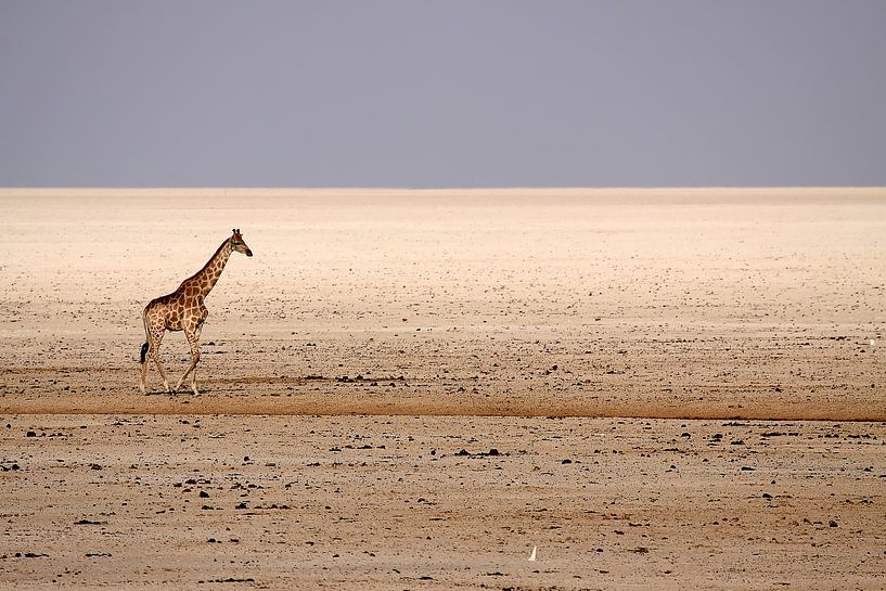 Giraffe van Henk Langerak