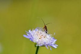 Tasters in het rond by Elias Vercruysse