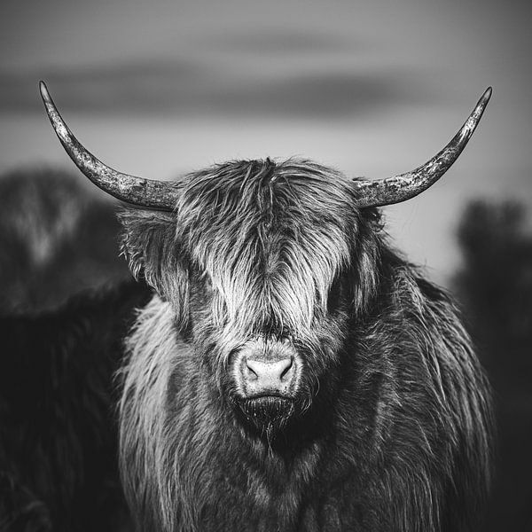 The Scottish Highlander - black and white by Nicky Kapel