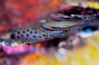 ART SUBAQUATIQUE - CHAFAROCA