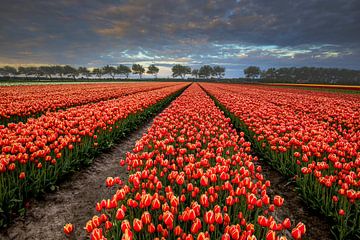 row of trees by peterheinspictures