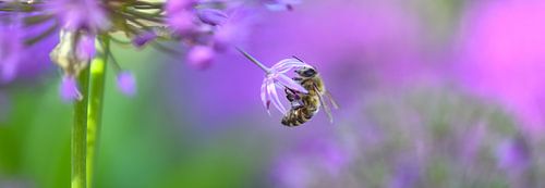 Honey bee in purple by Marcel Versteeg