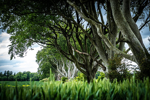 The Dark Hedges 3