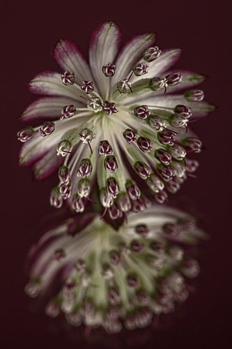 Zeeuws knoopje (Astrantia Major) op een spiegelend oppervlak