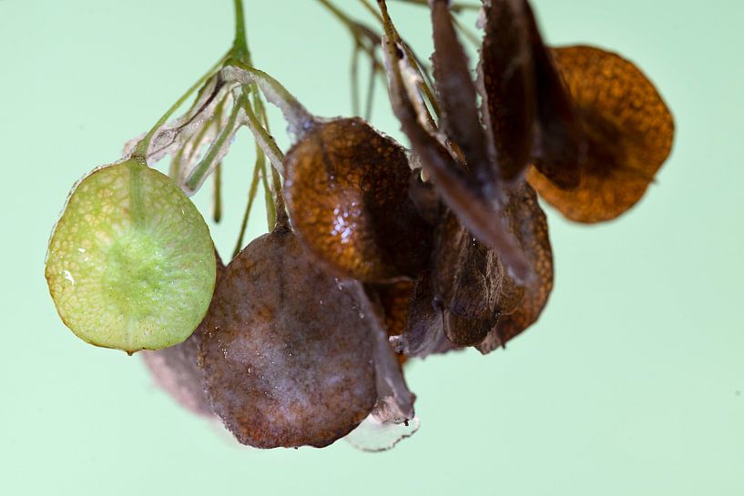 Herbstsamen eines Hopfenbaums mit Eis darauf. von Anjo Kan
