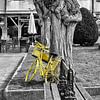 Le vélo jaune sur Catherine Fortin