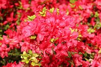 Flowers that bloom beautifully.