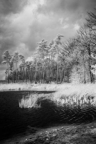 Surrealistisch infrarood landschap met poel in bos van Hidden Light Gallery