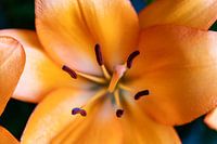 Lys orange