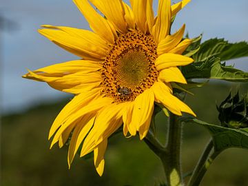 Zonnebloembloesem met bijen van Reiner Conrad
