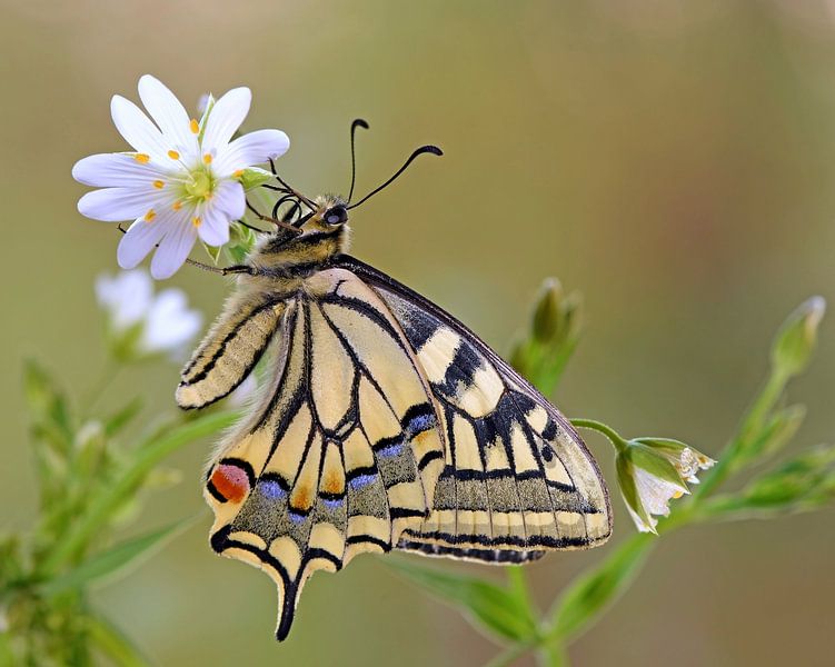 Dovetail by Wiltrud Schwantz