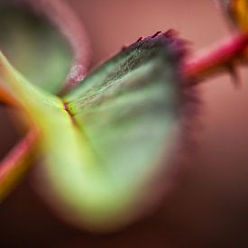 Enchanting rose petal by Nicc Koch