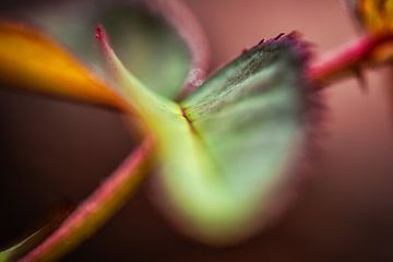 Enchanting rose petal by Nicc Koch