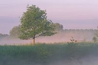 Baum im Nebel