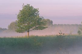 Tree in the fog by E Picqtures