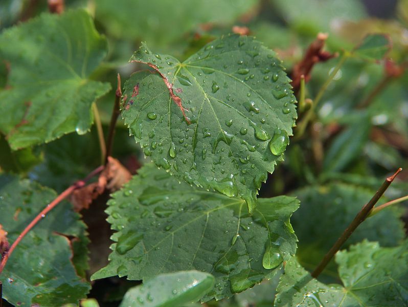 Raindrops par Edgar Schermaul