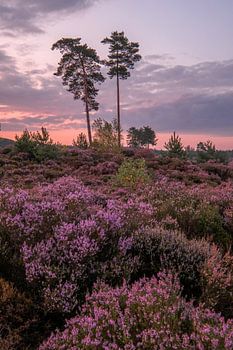 The purple hues of the heather