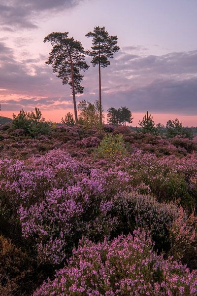 The purple hues of the heather by Moetwil en van Dijk - Fotografie