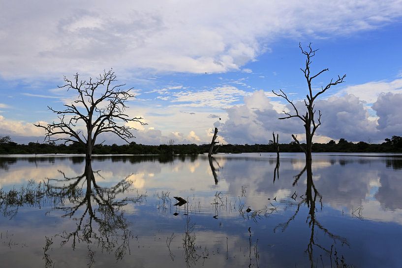 tote Bäume in einem See von Antwan Janssen