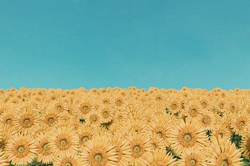 Veld met zonnebloemen tegen een blauwe hemel van Besa Art