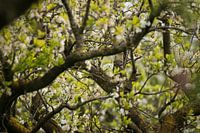 Tawny owl hidden in the blossom.