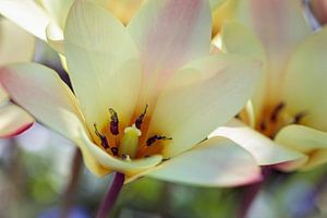 Gelb-rosa Tulpe