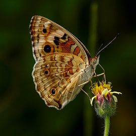Butterfly by Lucas De Beleyr