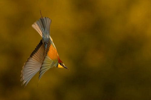 bijeneter, Merops apiaster