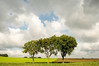 trees