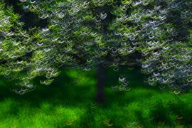 PRINTEMPS 14 sur Miroslav Ptacek