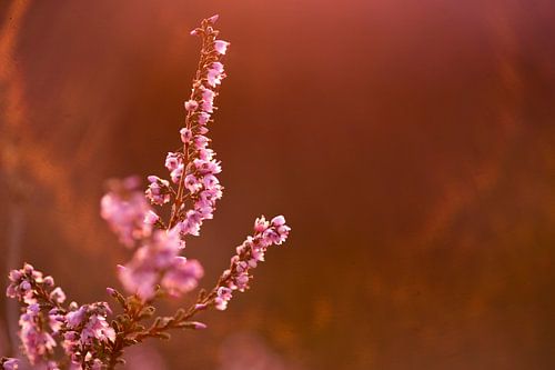 Heather in evening light