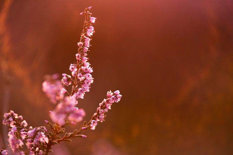 Heather in evening light by Ton van Buuren