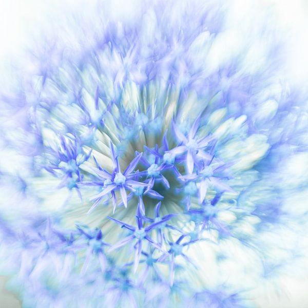 Bloem van Hennie Zeij