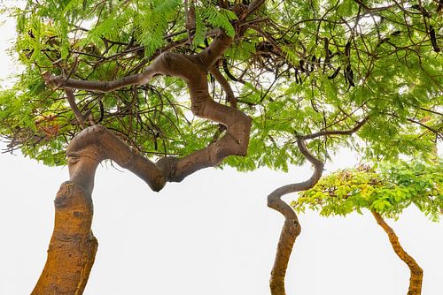 Met een kronkel naar boven 2. Landen en reizen.