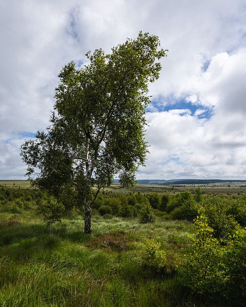 Le bouleau dans les Hautes Fagnes par OCEANVOLTA