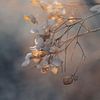 Zacht gouden licht hortensia bloemen van Imladris Images