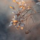Soft Golden Light Hydrangea Flowers by Imladris Images thumbnail