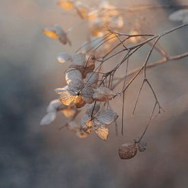Soft Golden Light Hydrangea Flowers by Imladris Images