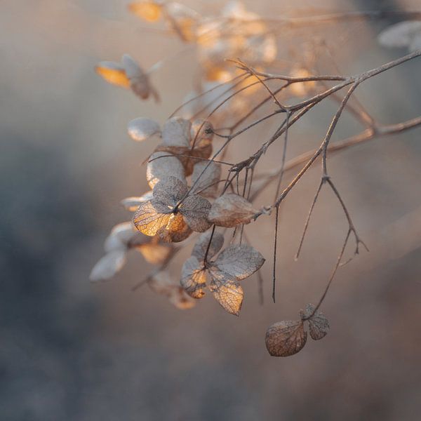 Soft Golden Light Hydrangea Flowers by Imladris Images
