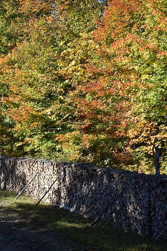 Een koord van hout in de herfst