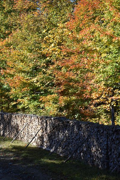 A cord of wood in autumn by Claude Laprise