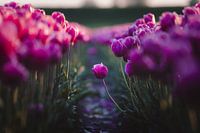 Tulipe violette solitaire